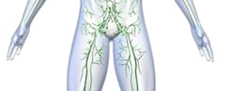Understanding the Lymphatic System and ANS